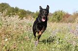 BEAUCERON 168